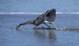 Tricolored heron~Трёхцветная цапля / Ну не получается взять да и скопировать интерестную информацию о птице и вставить в описание, рускоязычная версия wikipedia лаконична: 
Цапля около 56 см длиной, с размахом крыльев 96 см и весящая 350 г. Шея длинная, клюв жёлтый или сероватый, с чёрным концом. Ноги темные. Взрослые особи имеют сине-серую окраску, с белой линией по длине шеи. Низ белый. 
=== 
Я наблюдал эту цапельку в разных странах и условия охоты были различны. 
Поразительна эффективность соотношения количествa ударов, которые приводят к захвату жертвы (преимущественно это рыба)-очень высока!