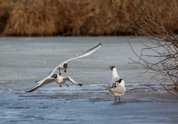 нападение / озерные чайки