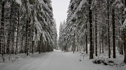 Морозным утром в ч/белом лесу / В лесу после утреннего тумана