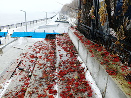 Рябина на Каме / 2014-11-13-0276-C00-096(82)+C