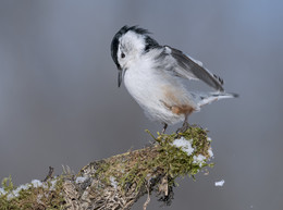 White-breasted Nuthatch / Каролинский поползень
==================
В отличие от других птиц поползень умеет прыгать вниз головой, задумчиво опрокинув последнюю назад.
Увидев поползня впервые, можно подумать, что тот взял несколько уроков мастерства у белки, для которой такое поведение естественно. Однако ученые нашли данному факту научное объяснение: подобный способ передвижения помогает пернатому легче находить насекомых в щелях и трещинах коры. Благодаря нестандартному ракурсу обзора поползень способен отыскивать даже тех насекомых, которых обычно упускают из виду его «конкуренты» по охоте — дятлы и пищухи.
Каролинский поползень находится под защитой Договора мигрирующих птиц, который действует в США, Канаде и Мексике с 1916 года. Этот документ перечисляет виды мигрирующих птиц, на которых нельзя охотиться, их убийство или продажа запрещены и караются правосудием. Закон был принят в эпоху, когда многие пернатые оказались под угрозой исчезновения из-за развернувшейся на территории стран массовой торговли птицами и перьями.
