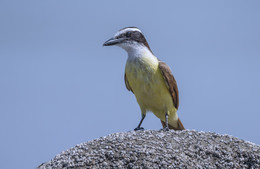 Great kiskadee / Большая питанга (лат. Pitangus sulphuratus) — певчая птица семейства тиранновые.
.., но честно говоря я не помню чтобы эта птица обладала повышеным вокальным искусством)
Изредка птица может нырять за рыбкой на мелководье и еще эту птицу боится один из самых опасных хищников - коралловая змея, она держиться подальше от всего, что имеет тот же цвет, что и сама змея)