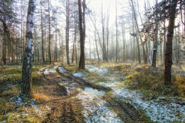 По дорогам лесным / ***