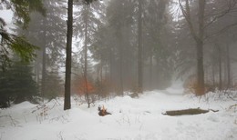 Тумана краски золотые / Еще видны краски осени в зимнем лесу