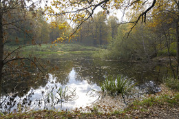 старый пруд... / осень, Москва, Ботанический сад