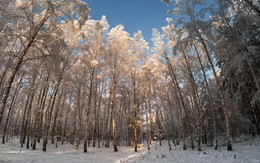 Зимний лес / Заснеженные березы