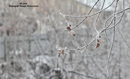 PF-2018 / зима пришла... мороз сковал деревья... ни птиц не видно... ни людей
