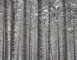 Зимнее кружево / снегопад в лесу
