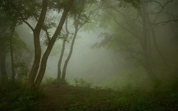 Туман / Утро в лесу