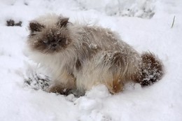 Чеширский кот Боня))) / Зима, снег, кот...