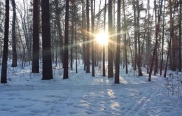 ЗИМНИЙ ЛЕС / прогулка по лесу в морозный ясный день - это хорошее настроение и хорошее здоровье.