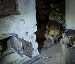 Не горюй! / Собака Мухтар из деревни Антоновка частый гость в одном из дачных домов