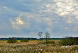 Вот такой нынче январь ... / Оттепель в январе, поля без снега, зеленеют озимые ...