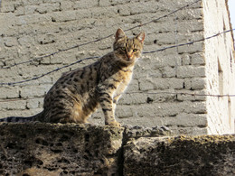 Типичная пятница / Котик на заборе за колючей проволокой.