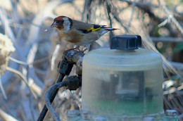 Драгоценная капля / Кипр. Пресной воды в свободном доступе очень мало. Щегол пользуется утечкой воды из оросительной системы.
