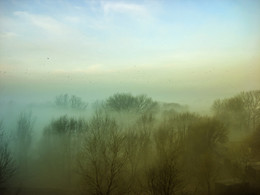 Улетаем на Юг / Первые холодные дни зимы-туман вдоль реки Кубань. Все это спровоцировало птиц все таки лететь на Юг....