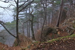 Зачарованный лес / Туман