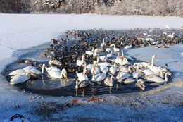 Лебединое озеро в ... январе / В сильные морозы,что бывает в Минске уже нечасто,утки и не улетевшие лебеди собираются на водохранилище Криница недалеко от города.Минчане ежедневно приезжают подкормить этих красивых птиц.