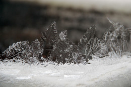 Ледяная роща / Кусочки тонкого льда
