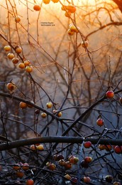 Январские яблочки / Зима 2017-2018 не перестает удивлять. После Рождества подморозило, но о снеге пока можно только мечтать. Зато яблок на дереве предостаточно. Съемка с большим приближением яблок на фоне восходящего солнца. Вот такие причуды природы