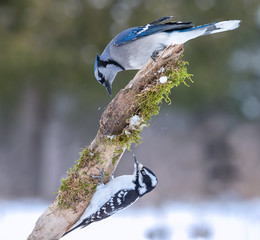 Rivals~конкуренты / Blue jay Vs. Downy woodpecker
 Голубая сойка против Пушистого дятла 
Как правило, дружелюбный пушистый дятел не является поклонником синих соек) В птичьем мире конечно существует субординация, но в каждом конкретном случае могут быть выриации