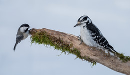 Rivals~конкуренты / сегодня продолжении темы Rivals~конкуренты 
Black-capped chickadee Vs. Downy woodpecker 
Синица против дятла. 
вот вычитал следущее,что по оценке наблюдателей-синицы доминируют над маленькими дятлами, 
хотя по моим наблюдениям такого не происходит.Многие посчитают юркую синичку смелой, мне кажется , что у нее наглости больше чем она весит) 
Как птицы у кормушки относятся друг к другу по иерархии господства? 
Проще говоря, больше - лучше) 
Но это не относится к иным житейским проблемам в мире пернатых