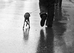 Мокрая пятница / фото получилось быстро и спонтанно. Увидела человека с собакой на мокром асфальте и не смогла удержаться, что не сфотографировать.