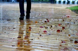 Мокрая пятница / Однажды в декабре