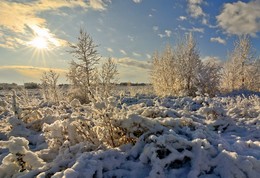 Зимнее очарование. / Первый снег.