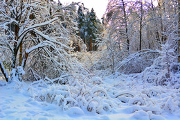 *Заснежило* / Беларусь Могилев Снег Зима солнце мороз ярко деревья сосна лед сосульки излом