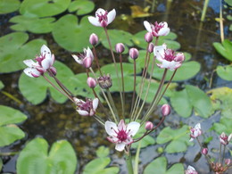 Сусак / Сусак зонтичный - болотное растение, когда цветет - невозможно пройти мимо.