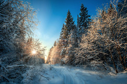 Зимние елки / Уральская зима в лесу.