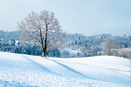 Winter scene in Bad Hindelang / Lonely tree on snow hills, Bad Hindelang, Germany