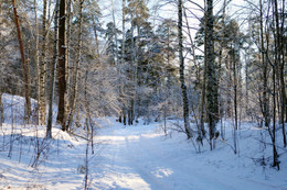 Зимний лес. / Прогулка по бору.
