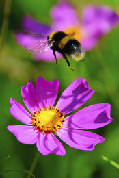 Шмель / Шмель над цветком космеи