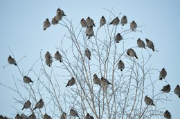 С добрым утром / Птицы свиристели