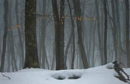 Туманный лес / Зимнее утро в Ставропольском лесу
