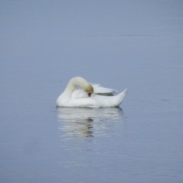 Лебёдушка / Лебедь на зимовке в бухте Омега, Севастополь
