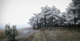 Морозно-туманная погода / Хорошо в лесу зимой, красиво.