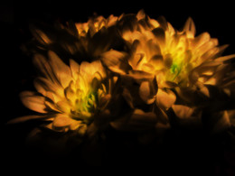 Хризантемы / Цветы на черном фоне.