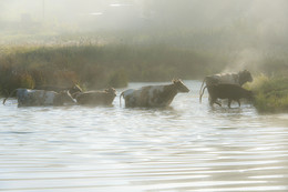 Туман / Стадо коров переправляется через протоку