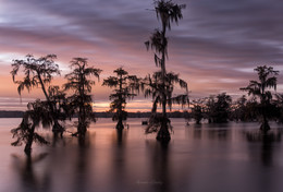 Кипарисы дремлют / Сумерки на озере Мартин, Луизиана