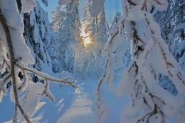 Зимний лес / Пермский край. Поселок Усьва.