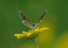 Алексис / бабочка