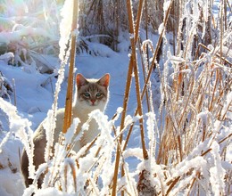 случайные встречи / встретил на утренней прогулке