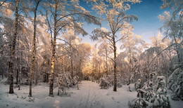 Тропинка в зимнем лесу / мороз и солнце...