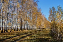 березы / татарстан,с.п.новочувашское