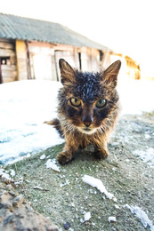 бродячий кот зимой / деревенский бродячий кот