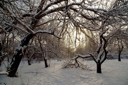 Холодное утро / В старом саду новое утро...