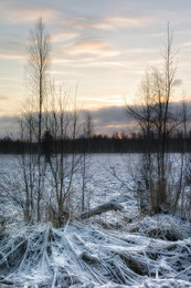 Зимний вечер / лес зима